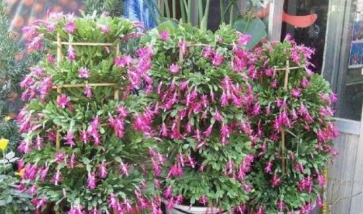 蟹爪兰|几款花卉养在家里,小巧玲珑,长得可爱,胖乎乎颜值超高的