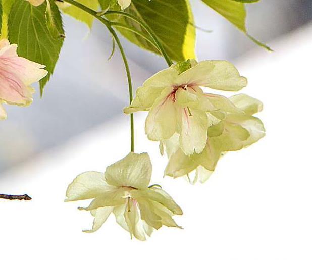 此花是世界一大“奇”，被誉为“花界奇花”，三奇之花