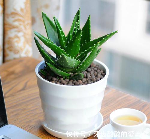 花花|卧室养花选它,人养花花也养人,空气清新改善睡眠,值得拥有!