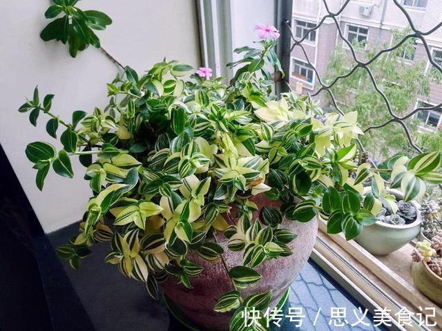 食醋|别用这4样水浇花,不然养什么植物都得浇一盆死一盆