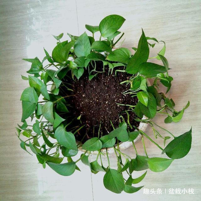 头次见绿萝这样养，2个月养出30盆，屋里叶子爬满墙