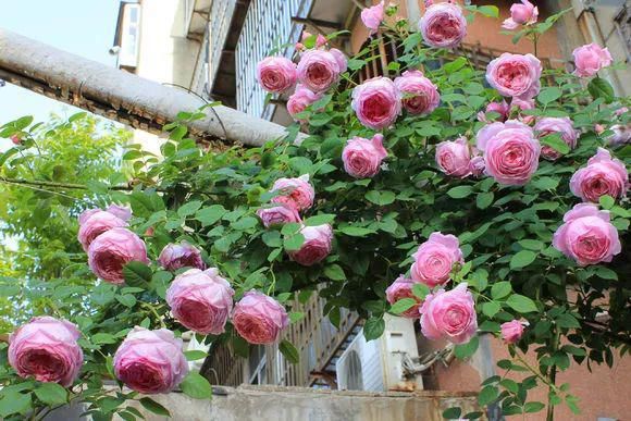 3种爬藤花是“开花大王”，阳台养几盆，半年成花墙！