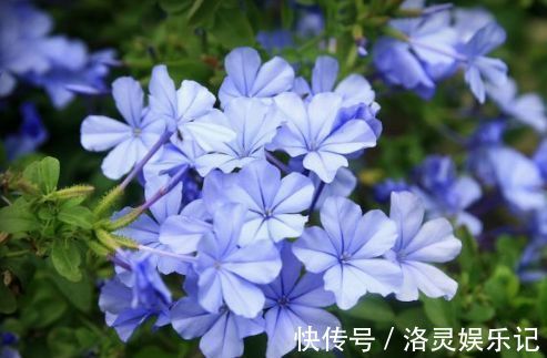 几种最漂亮的花，不输牡丹月季，花香四溢，四季开花