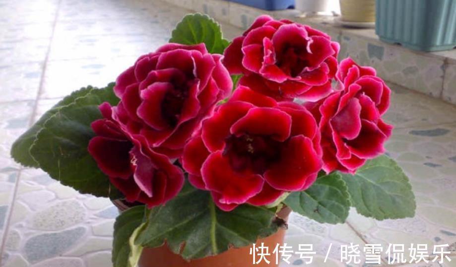 长春花|3种花别再花钱买，讨个枝条插土里，15天就能长新芽