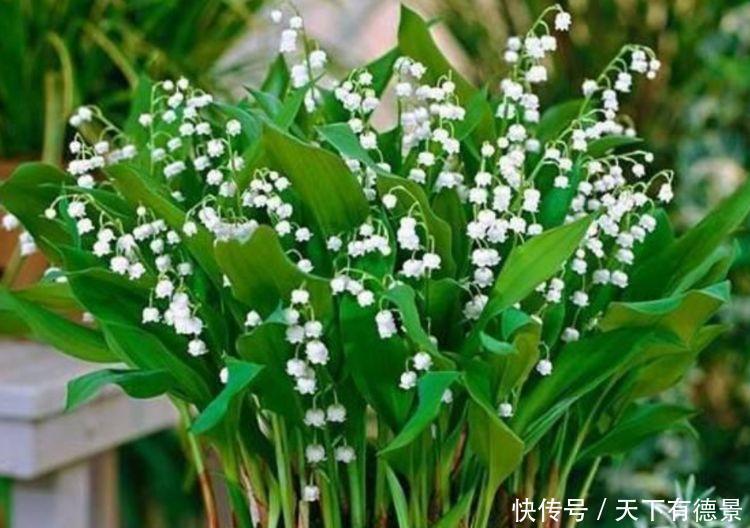 并蒂花|3种花很适合阳台养,花香四溢,一开就是300多天,好养又漂亮!