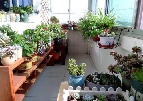  学会|盆栽植物长得慢，别着急！学会这2招，窜个、开花嗖嗖地