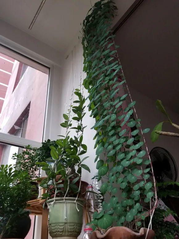 叶子|家里养棵“丑八怪”,霸气镇宅,越养越爱