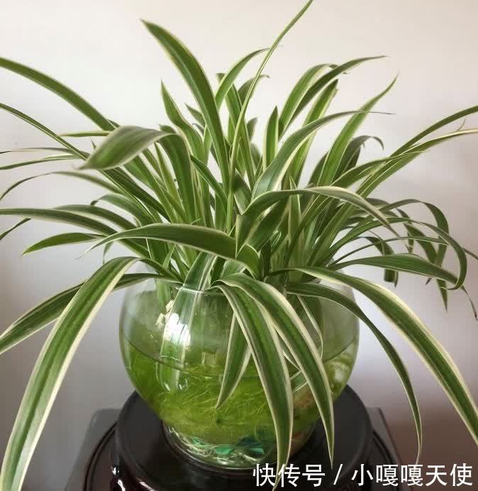 家里有不用的瓶子,拿来水培3种绿植,简单好养清新漂亮