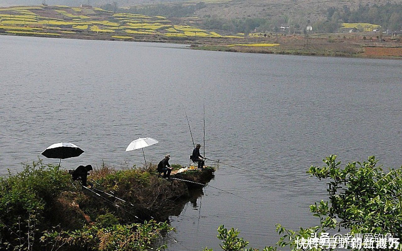 渔获|同样都是钓鱼,为何专业钓鱼人,不如三农钓鱼人渔获多?