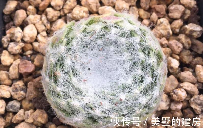长生草|养长生草甭错过这4款，养好根，状态越来越好