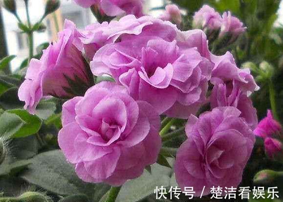 喜欢菊花,不如养盆“菊中精品”红毛球,似雪罩芙蓉,美艳十足!