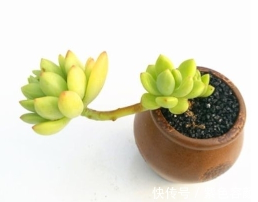 生长期|养不好多肉应该是踩了这6坑,怪不得肉肉不是养残就是黑腐烂根