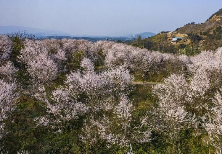 看看这些花花美景，周末赏花打卡又添好去处