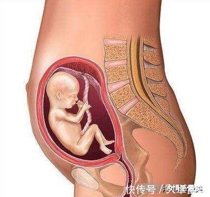 胎儿|怀孕5个月肚子显怀吗？5个月胎儿发育得怎么样？你想要的都全了