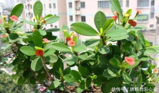 在家盆栽4款多肉要小心,它们对健康有害,需早点丢出去