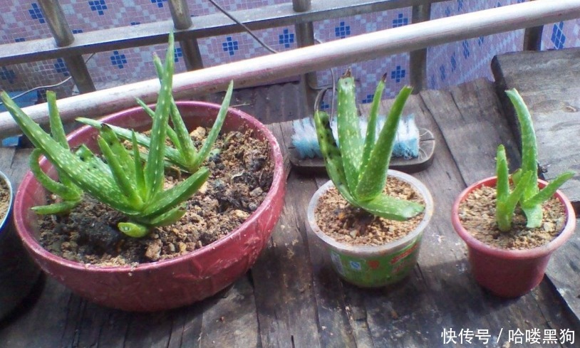 绿萝|家家养绿萝,腻味!不如养这3种,好活、颜值高、净化效果不错