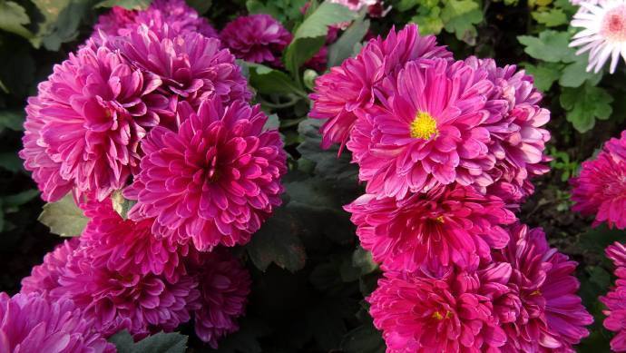 喜欢菊花,就养“优良品种”水晶紫,小巧艳丽,花型饱满!