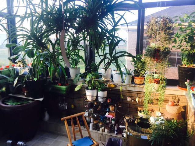 客厅4种树，冬剪枝条插土里，20天冒白根，能多出10盆