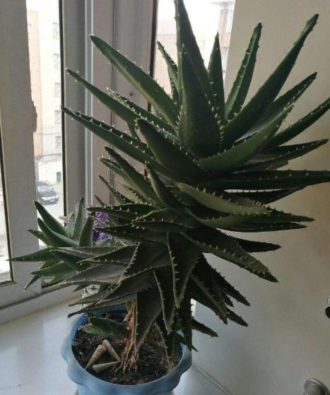 养芦荟,用上这“5招”,一棵变群生,还能开花