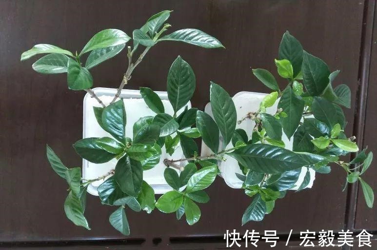 天竺葵|3种懒人扦插法,插啥都活,大白根蹭蹭冒!