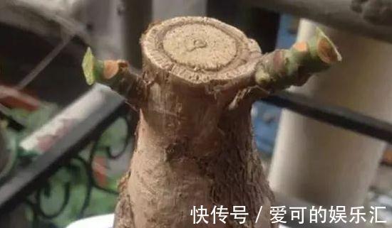 3种花冻伤不要扔,简单剃个头,很快就能起死回生