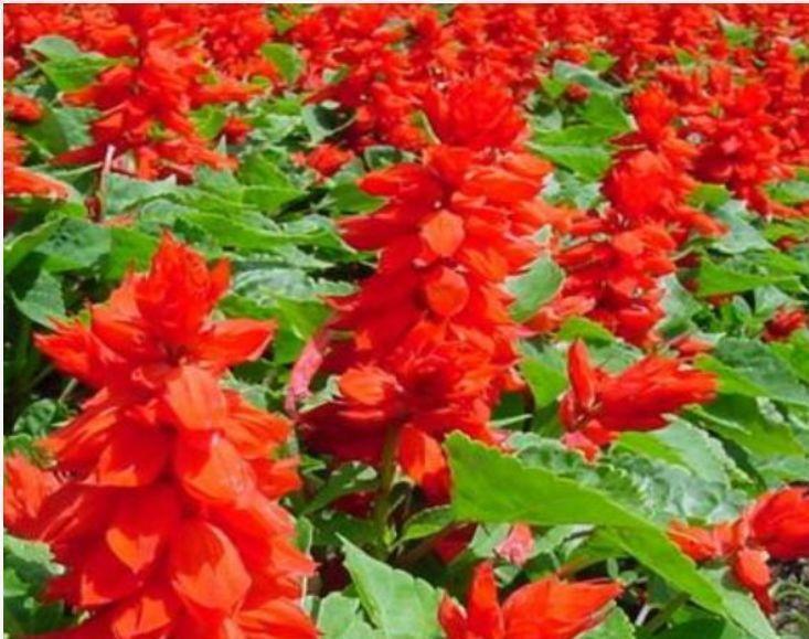 红木香红木香|4种花很漂亮,好养易活能爆盆,开花漂亮花期长,谁养谁喜欢