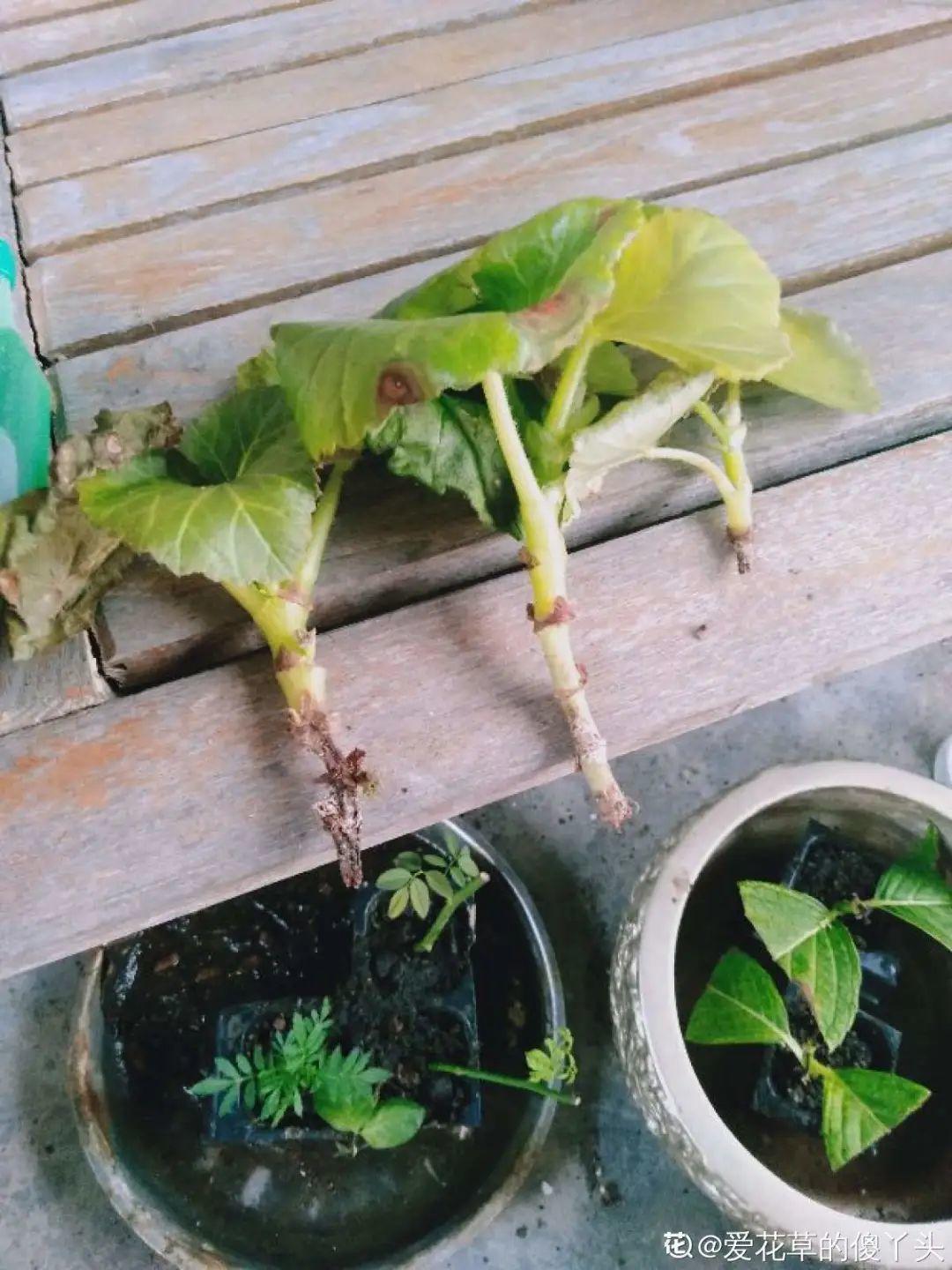 叶片|8种花夏天太容易死,现在赶紧扦插,死了也不心疼!