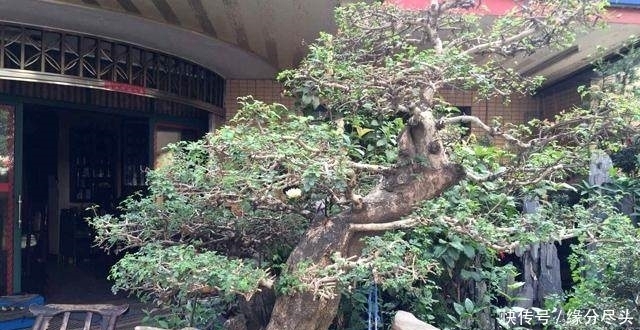 家有一老，就爱种草！