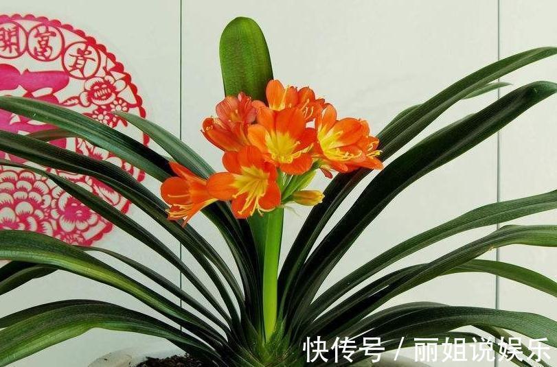 鹏哥|养花的老爷爷究竟在盆里放了啥,几年都不用施肥花照样疯长