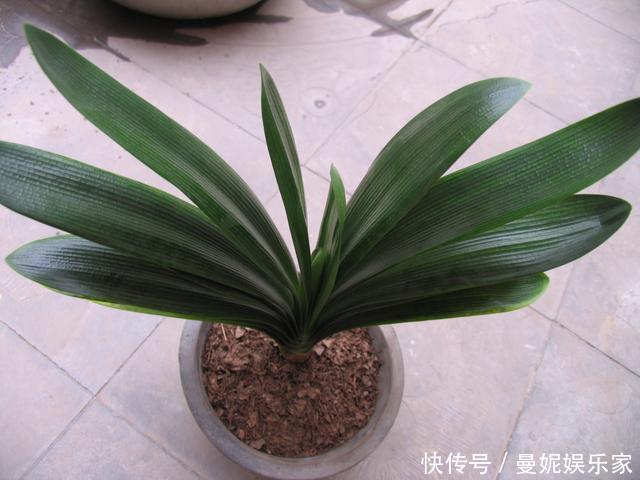 养花|家里君子兰不开花,学会这几种,花苞蹭蹭长