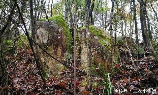 雨水|内炼一口气，不接触土壤都能生根，兰花原来是这么生长的