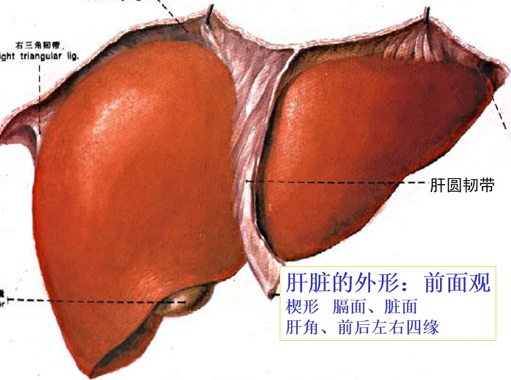 上文中|肚脐眼里连的根本不是肠子！为什么不能乱抠肚脐眼？终于搞明白了