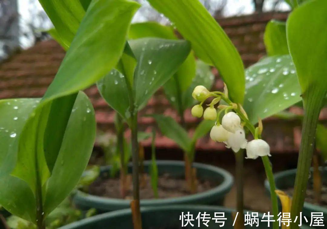 金枝玉叶|30℃以上,10种花就先别养了,买一盆死一盆,别怪我没提醒你