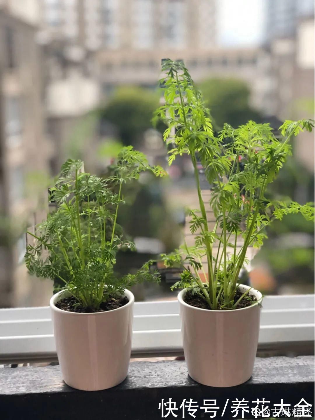 人参萝卜开花了,我种的花,都是这么奇奇怪怪