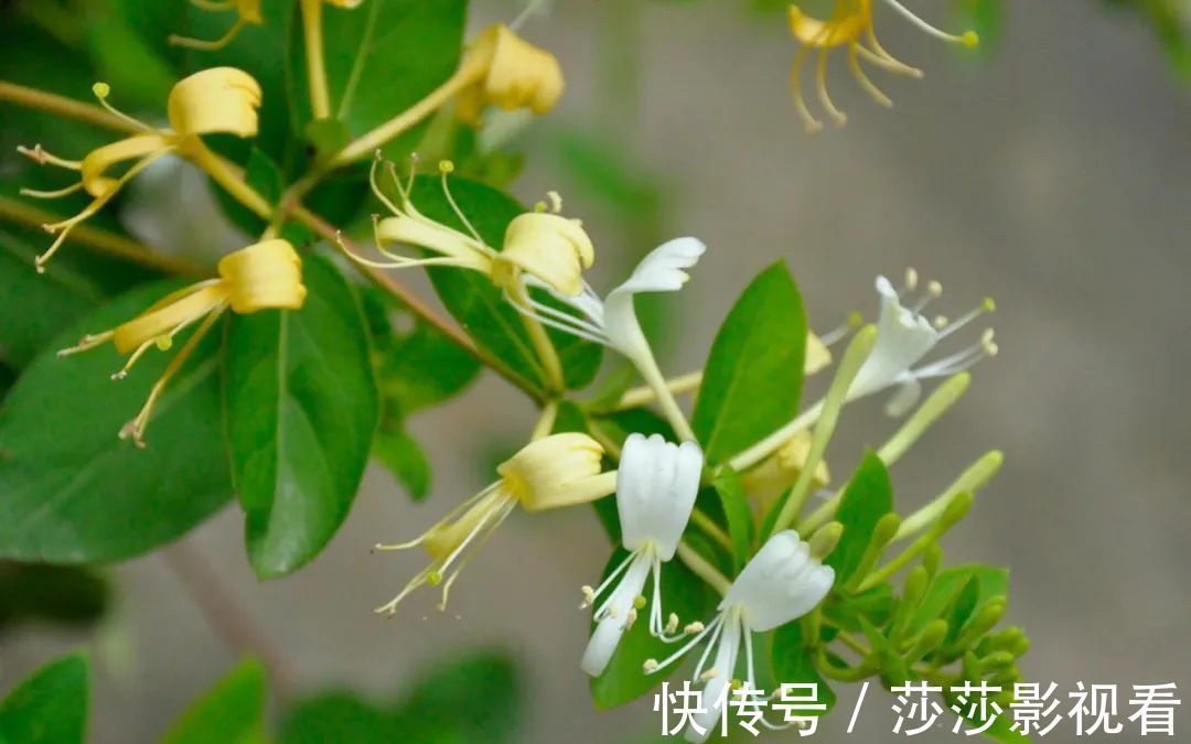 慢性疾病|高血压最怕的3种“水”,没事多喝点儿,降血压、呵护血管效果好