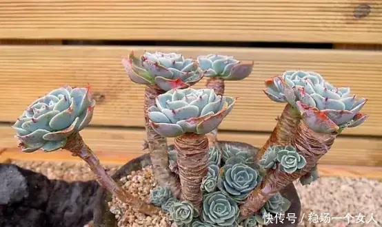 4步学会多肉变身老桩,身价立马翻10倍