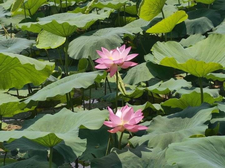 齐鲁晚报|快来打卡！大明湖的荷花已经盛开