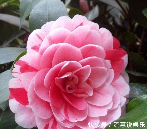 漂亮|几种花,开花漂亮又好养,清香四溢,颜值超高的