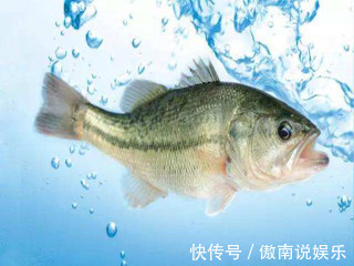 宝宝|宝宝多吃鱼会越来越聪明，但是最适合吃这几种，宝妈们不要选错哦