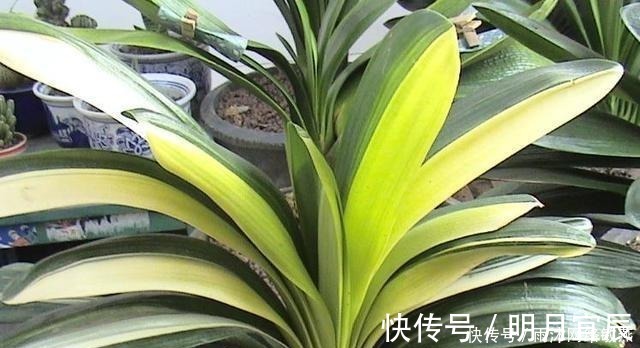 花友|爷爷养君子兰，把“它”垫在盆底，冒出“6个花苞”，叶片油绿！