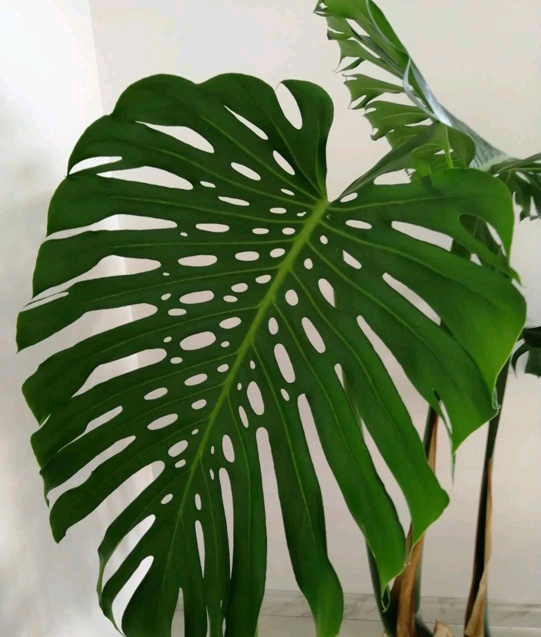 这种花寓意健康长寿,摆在家里四季如春,还是净化空气的小帮手