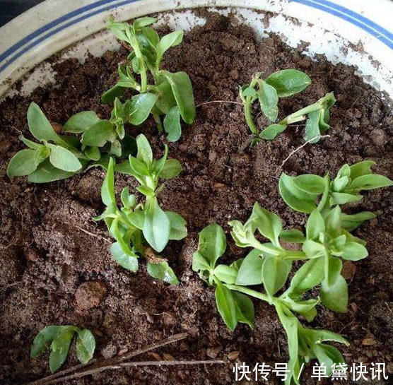 这5种花随便掐个枝就活,新手懒人花友千万别错过!