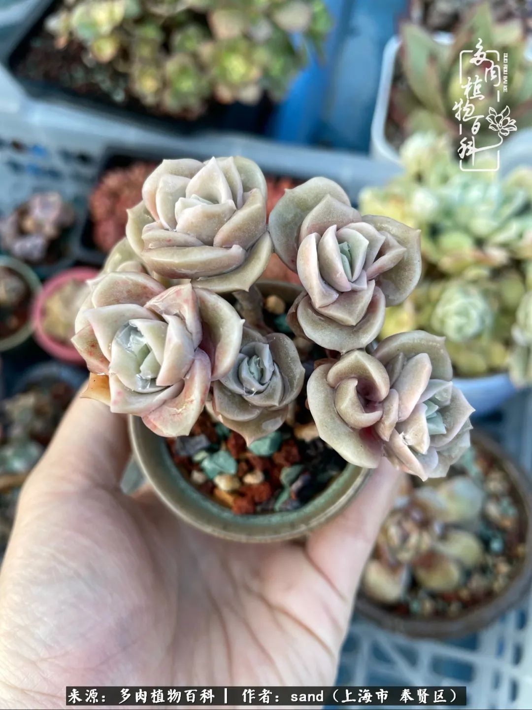 带着200多盆多肉，三个月搬两次家，是一种怎样的体验