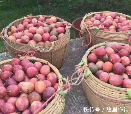 肠胃不好|女人每天用百香果泡水喝,坚持一个月,3个好处看得见,来了解下