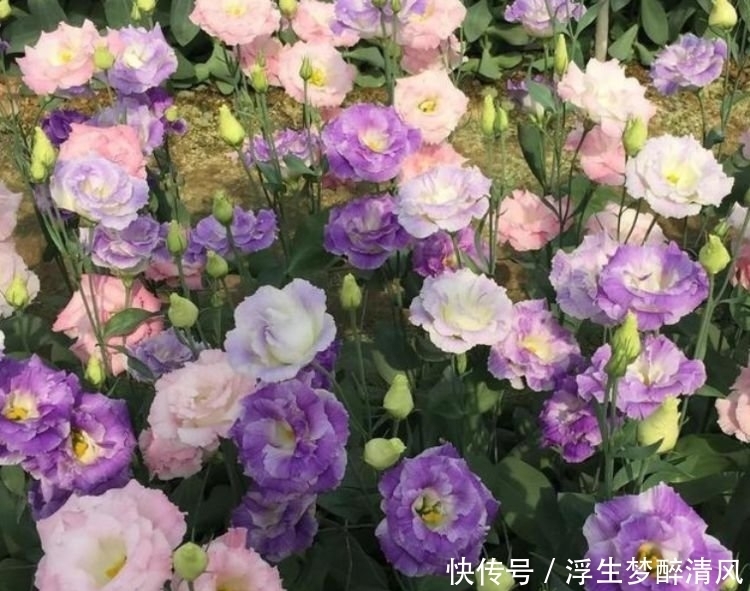 4种花好养易活，旺财又养人，比牡丹还美，年年开花美翻