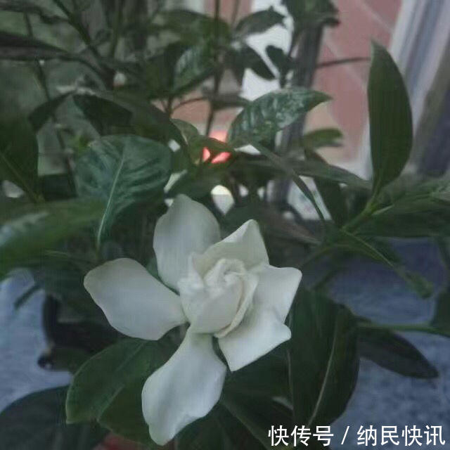 这花名字难听，长得却好看，花香淡雅，朋友看了都想种！