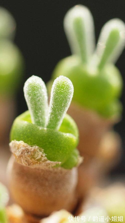 花香$隔岸桃花照眼明,一船春水载歌声