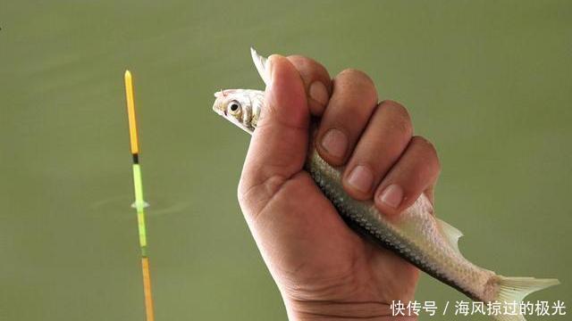 带钩调漂三步走找半水、找调目、找钓目,如此调漂稳、准、快