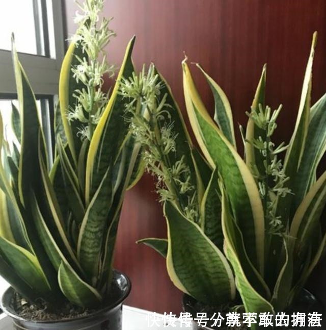 花盆|虎皮兰长得慢,不长小芽做好几点,生长快,出芽多,真正的爆盆!