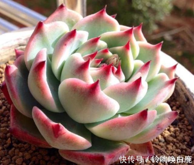 秋天就买这8种多肉，叶片变得红红的，好漂亮